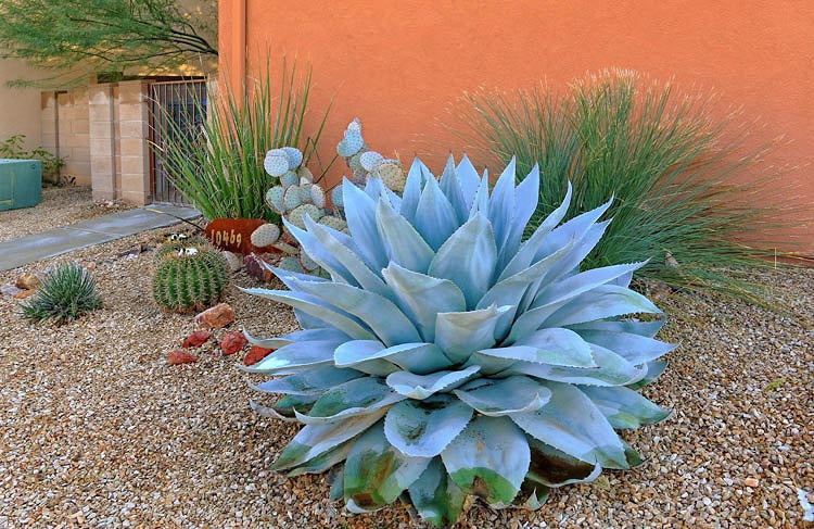 Agave Ovatifolia - 5 Gallon