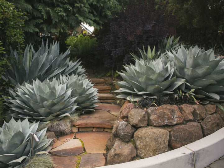Agave Ovatifolia - 5 Gallon