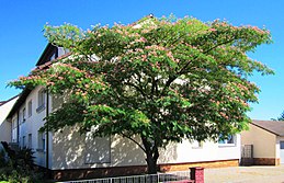 Albizia julibrissin 'Mimosa Silk Tree' - 24" Box Standard