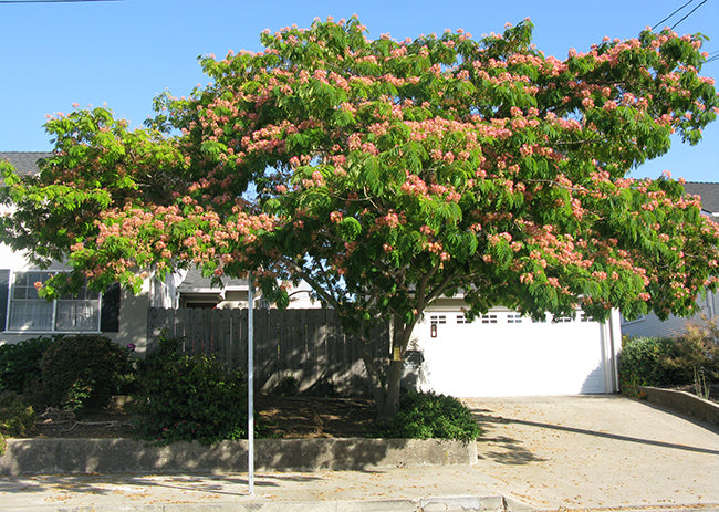 Albizia julibrissin 'Mimosa Silk Tree' - 24" Box Standard