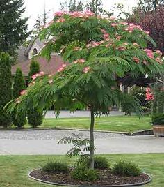 Albizia julibrissin 'Mimosa Silk Tree' - 24" Box Standard