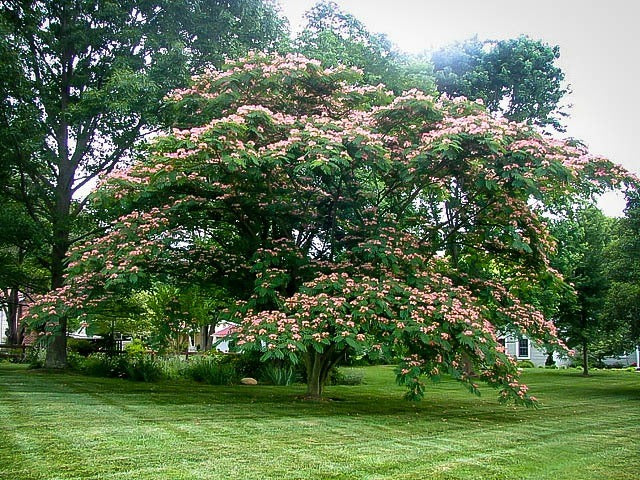 Albizia julibrissin 'Mimosa Silk Tree' - 24" Box Standard