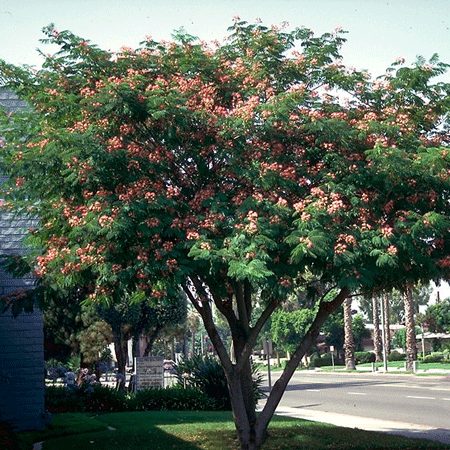 Albizia julibrissin 'Mimosa Silk Tree' - 24" Box Standard