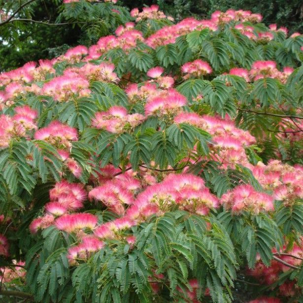 Albizia julibrissin 'Mimosa Silk Tree' - 24" Box Standard