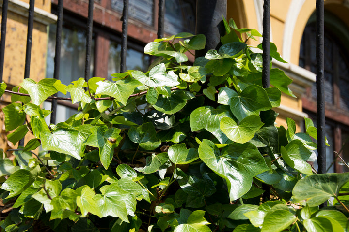 Algerian Ivy - Flat