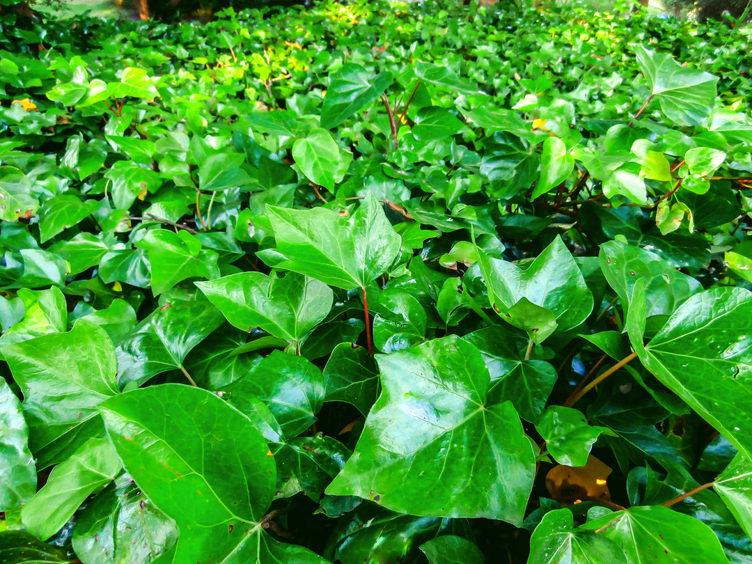 Algerian Ivy - Flat