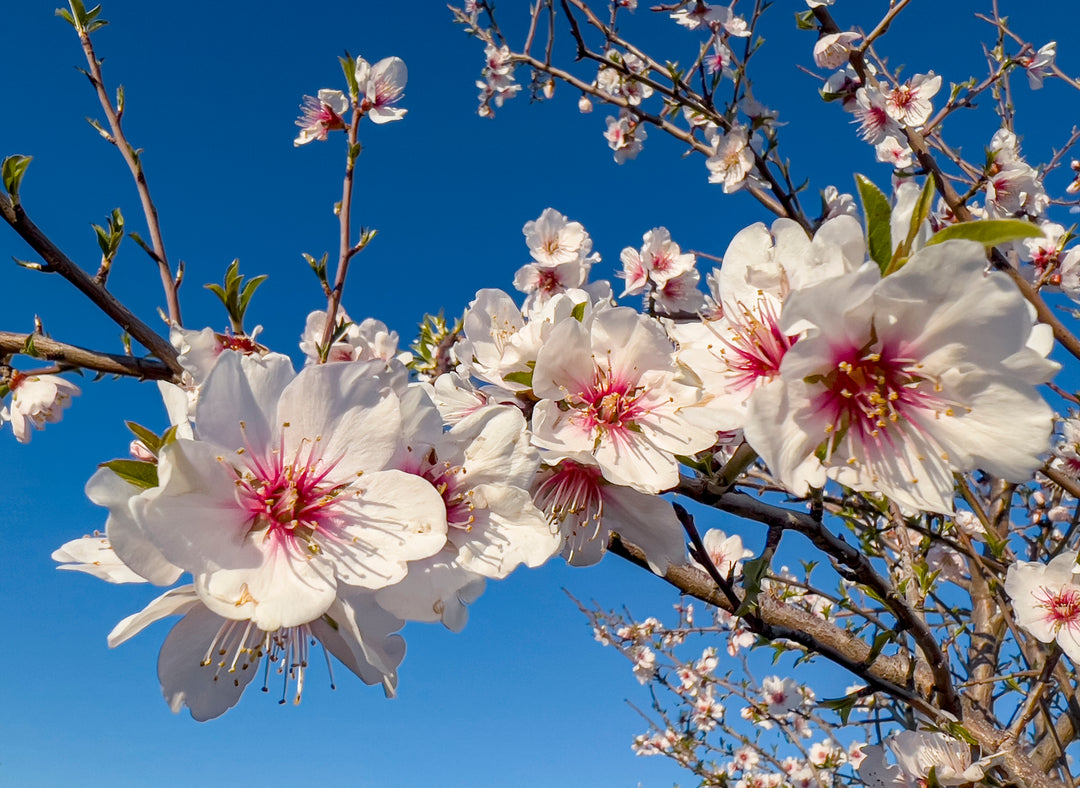 All-In-One Almond Tree - 24" Box
