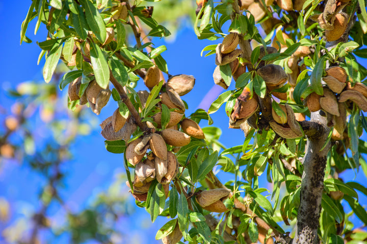 All-In-One Almond Tree - 24" Box