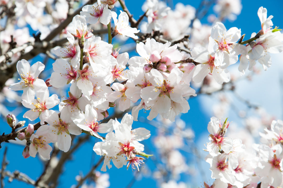 All-In-One Almond Tree - 24" Box