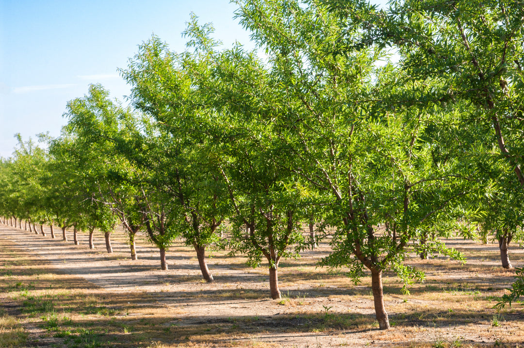 All-In-One Almond Tree - 24" Box
