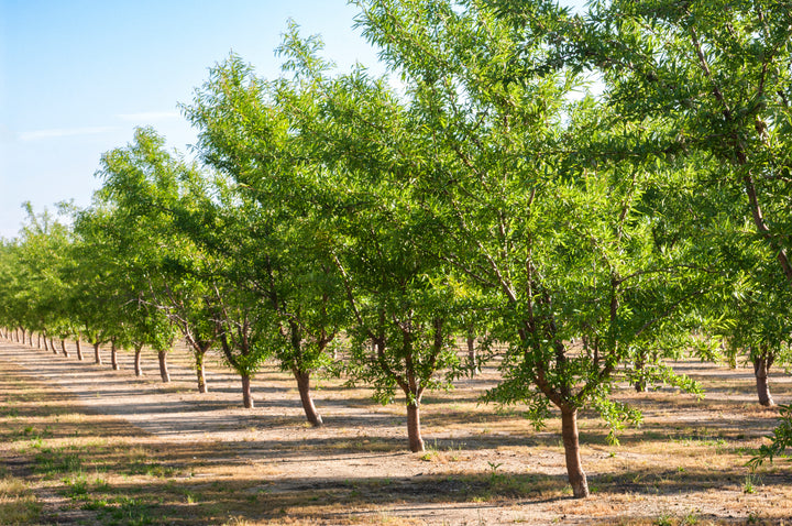 All-In-One Almond Tree - 24" Box