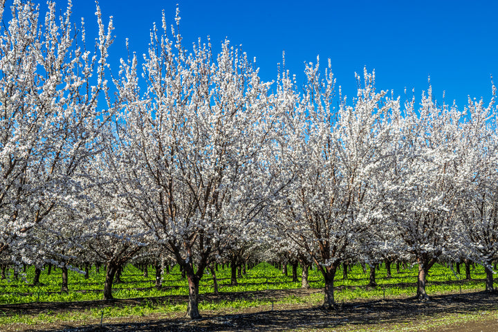 All-In-One Almond Tree - 24" Box