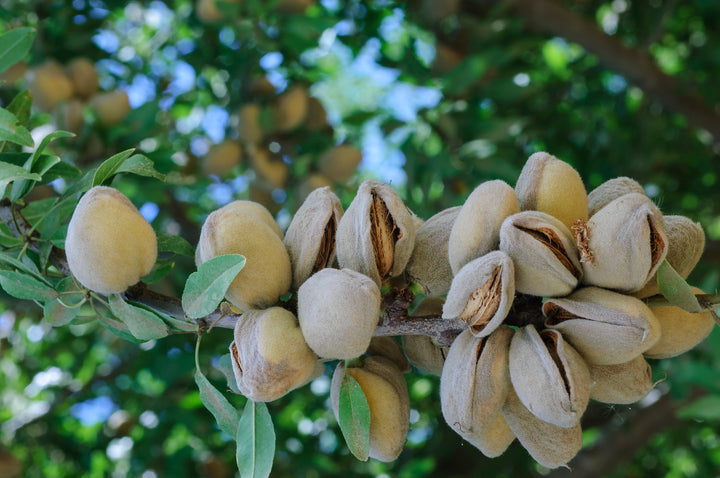 All-In-One Almond Tree - 24" Box
