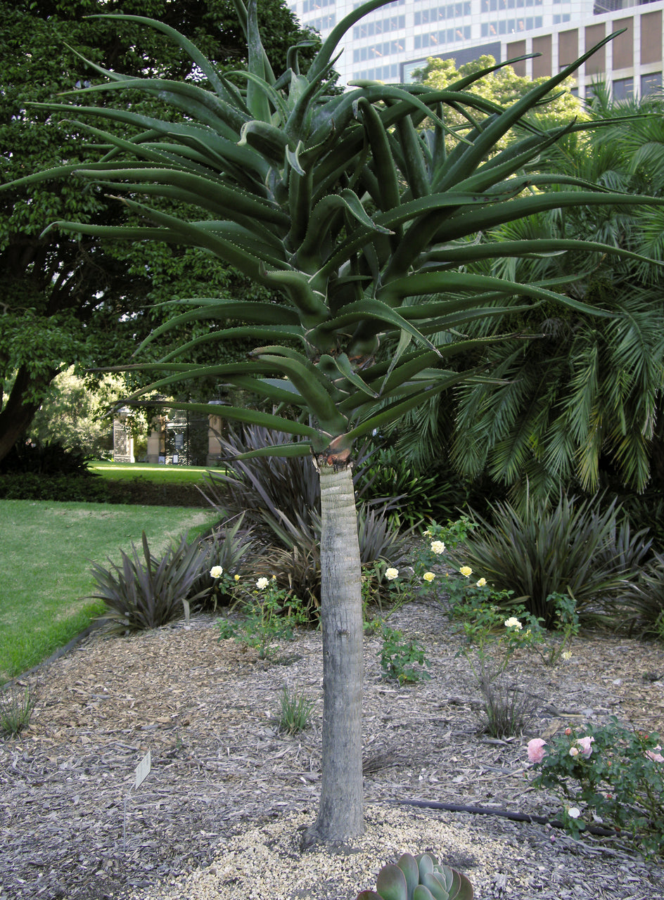 Aloe Bainesii Tree (aloe bainesii, barberae) - 24" Box