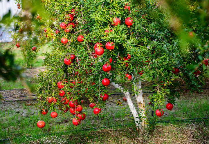Ambrosia Pomegranate Tree - 24" Box 