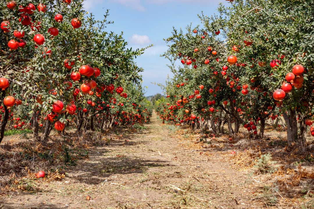 Ambrosia Pomegranate Tree - 24" Box 