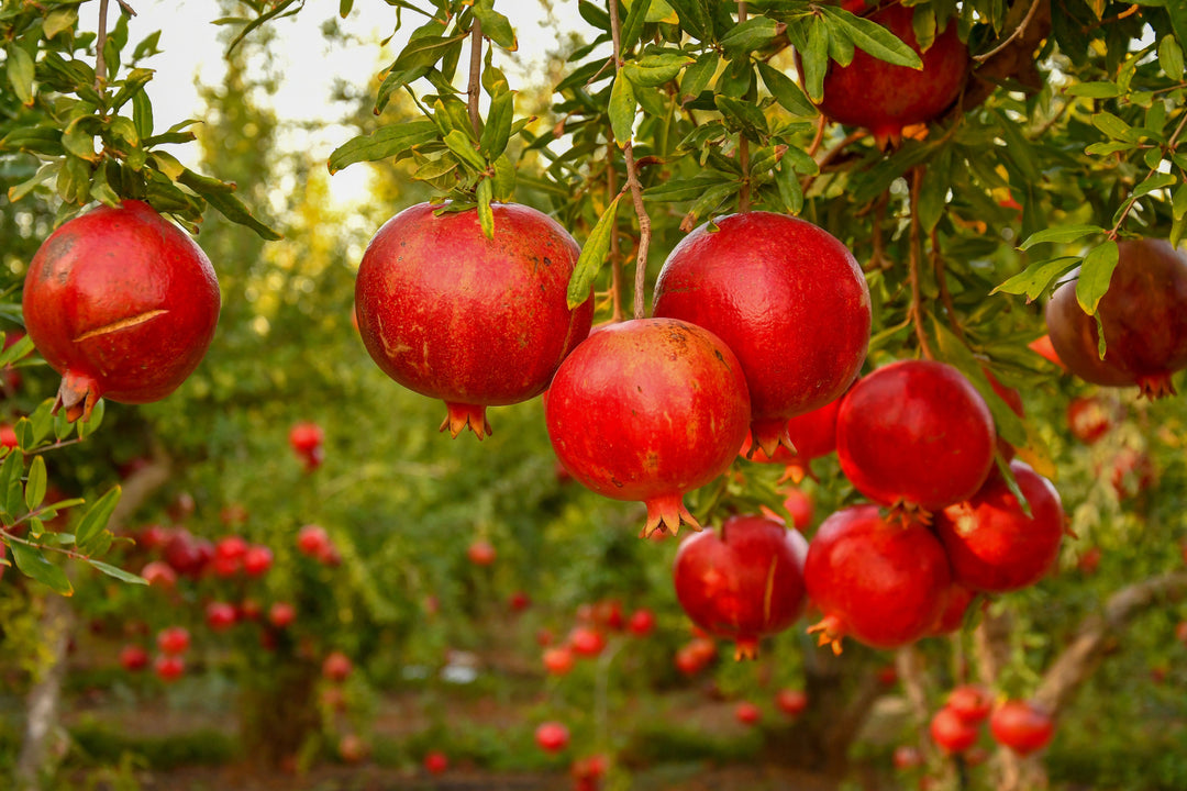 Ambrosia Pomegranate Tree - 24" Box 