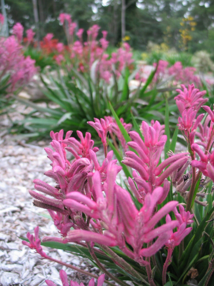 Anigozanthos Kangaroo Paw Pink Flowers - 5 Gallon