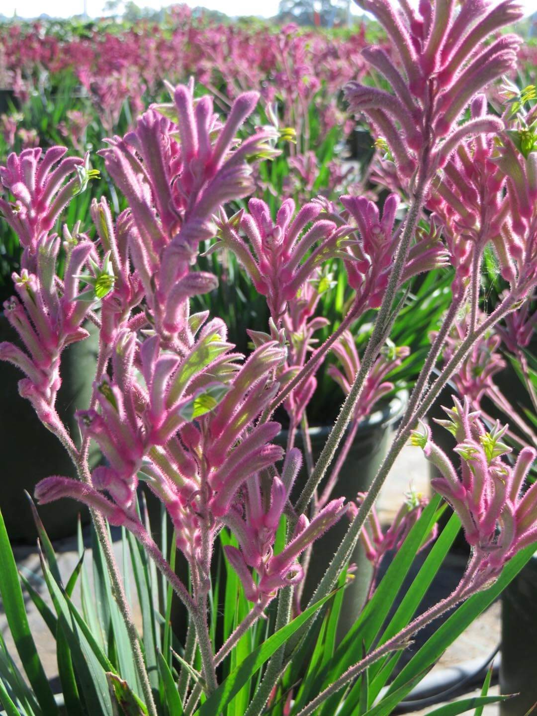 Anigozanthos Kangaroo Paw Pink Flowers - 5 Gallon