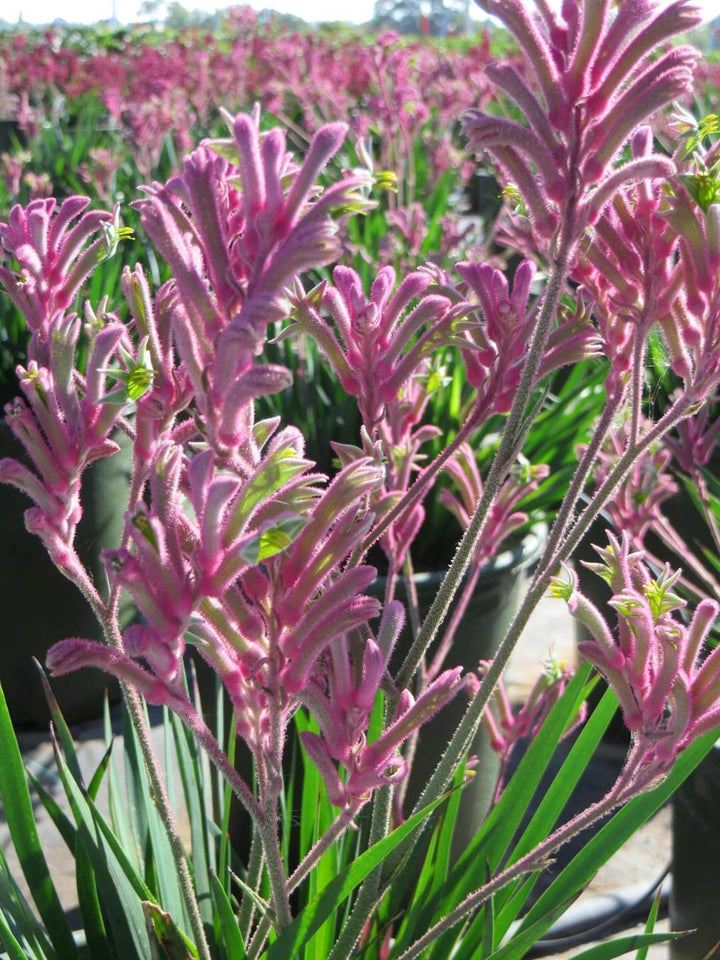 Anigozanthos Kangaroo Paw Pink Flowers - 5 Gallon