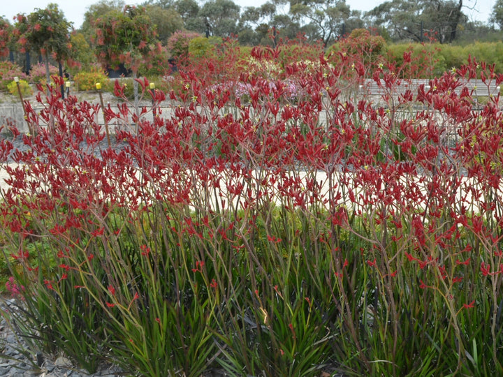Anigozanthos 'Big Red' Kangaroo Paw Bright Red Flowers - 5 Gallon