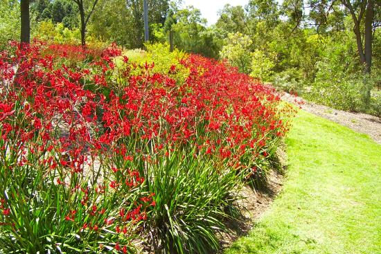 Anigozanthos 'Big Red' Kangaroo Paw Bright Red Flowers - 5 Gallon
