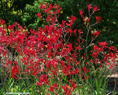 Anigozanthos 'Big Red' Kangaroo Paw Bright Red Flowers - 5 Gallon