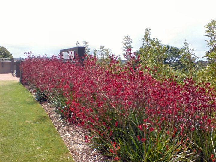 Anigozanthos 'Big Red' Kangaroo Paw Bright Red Flowers - 5 Gallon