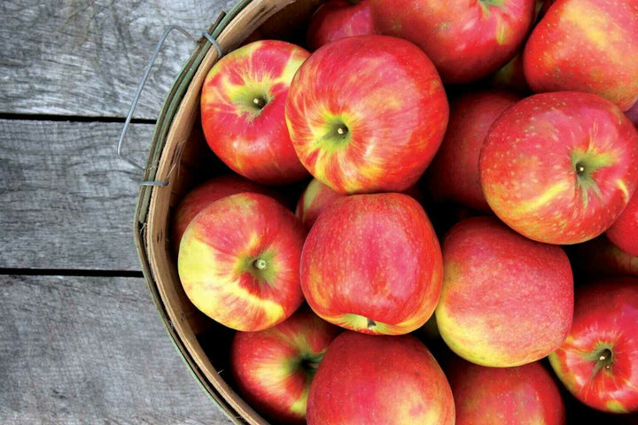 Honeycrisp Apple Tree - 15 Gallon