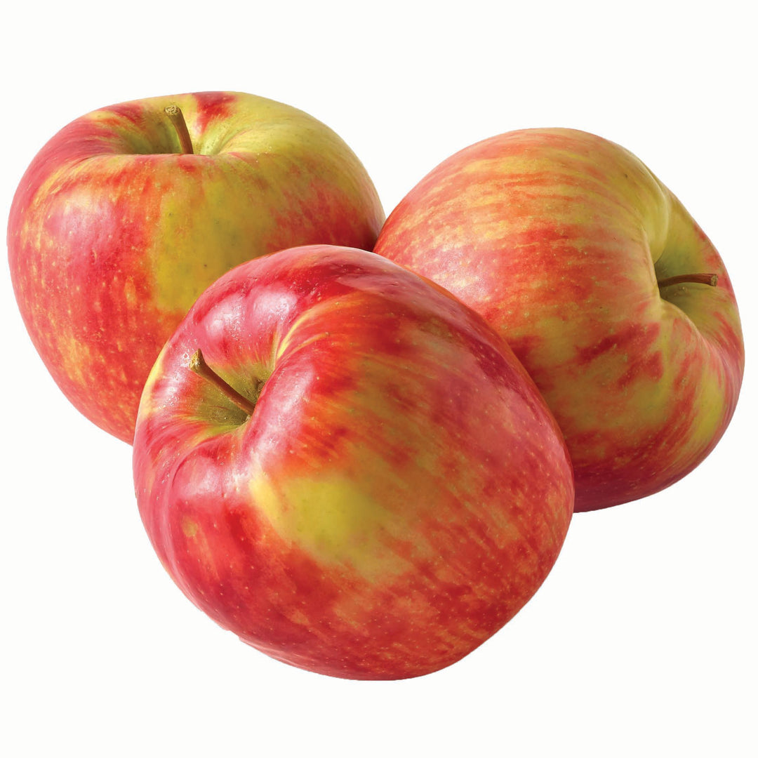 Honeycrisp Apple Tree - 15 Gallon