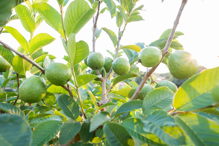 Asian White Guava Tree - 15 Gallon