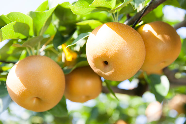 Asian Pear 20th Century Tree - 15 Gallon