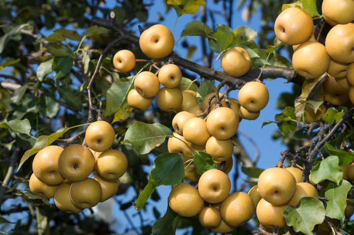 Asian Pear 20th Century Tree - 15 Gallon