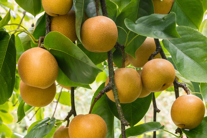 Asian Pear 20th Century Tree - 15 Gallon