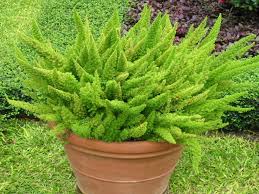 Asparagus densiflorus 'Meyers' (A. meyeri) Myers Asparagus Fern - 5 Gallon