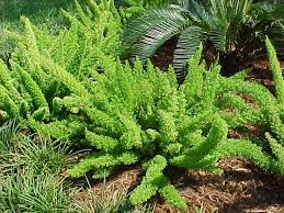 Asparagus densiflorus 'Meyers' (A. meyeri) Myers Asparagus Fern - 5 Gallon