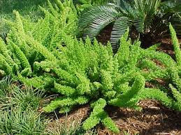 Foxtail Asparagus Fern