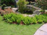 Foxtail Asparagus Fern