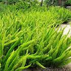 Asparagus densiflorus 'Meyers' (A. meyeri) Myers Asparagus Fern - 5 Gallon