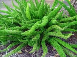 Asparagus densiflorus 'Meyers' (A. meyeri) Myers Asparagus Fern - 5 Gallon