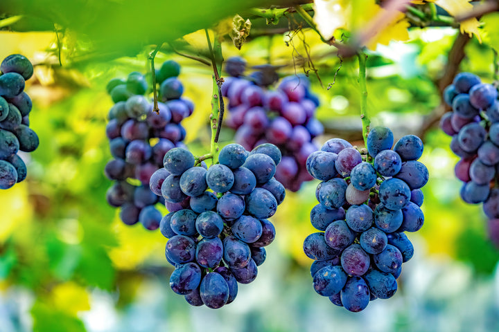 Autumn Royal Seedless Table Grape Vine - 5 Gallon