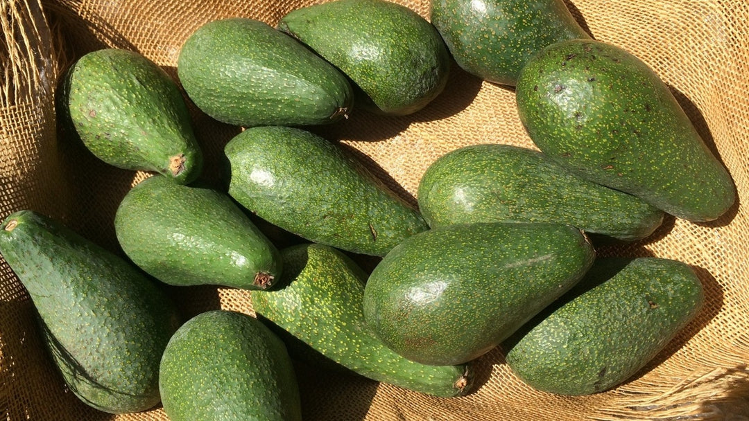 Fuerte Avocado Tree - 15 Gallon