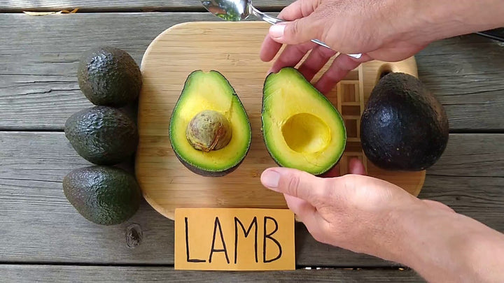 Lamb Hass Avocado Tree - 15 Gallon