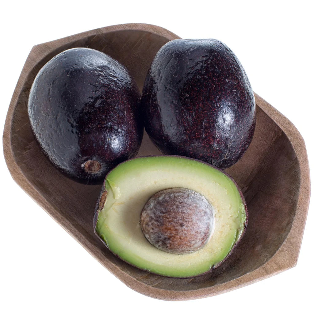 Mexicola Avocado Tree - 24" Box 