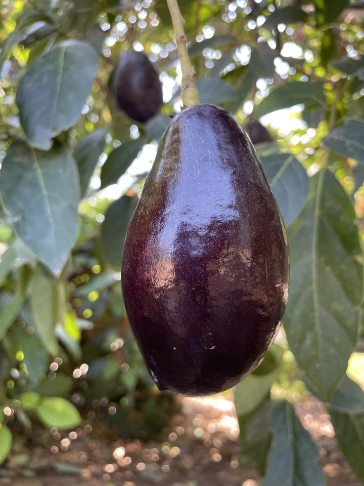 Mexicola Avocado Tree - 24" Box 