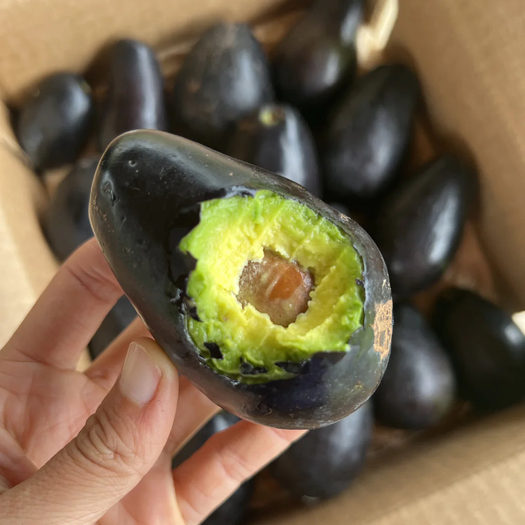 Mexicola Avocado Tree - 24" Box 