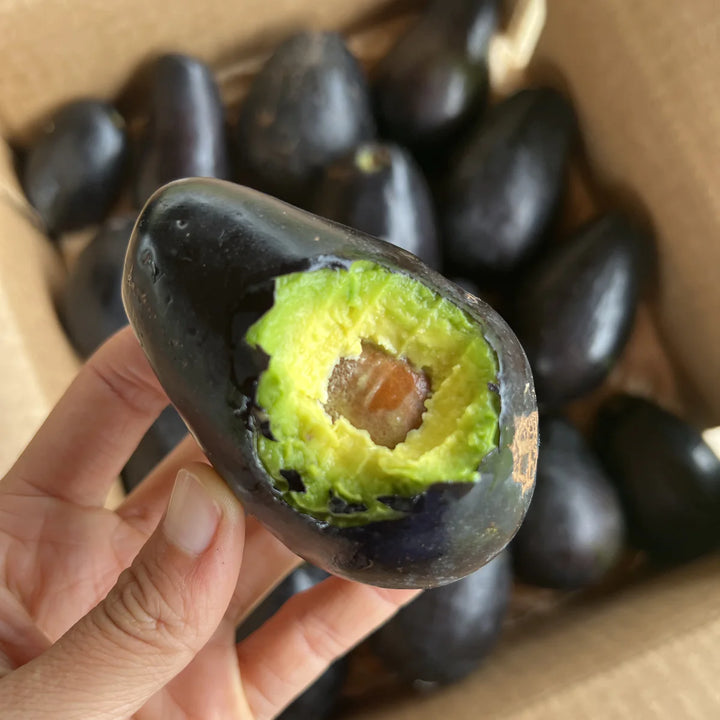 Mexicola Avocado Tree - 24" Box 