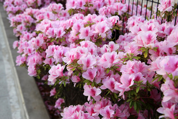 Azalea George L. Taber