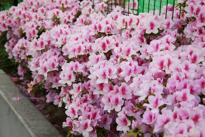 Azalea George L. Taber