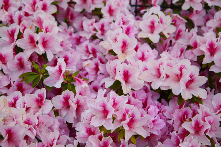 Azalea George L. Taber